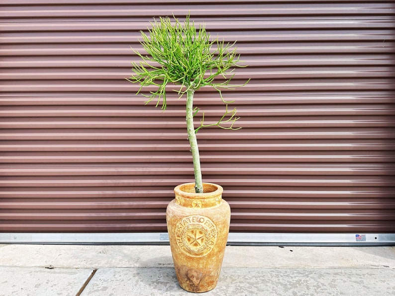 Pencil Cactus Tree with Pot / Euphorbia / Euphoriba Plants / Milk Bush / Live Pencil Cactus with Pot / Firestick / Live Potted Cactus Plant image 2