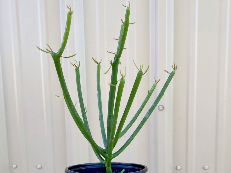 Pencil Cactus Tree with Pot / Euphorbia / Euphoriba Plants / Milk Bush / Live Pencil Cactus with Pot / Firestick / Live Potted Cactus Plant image 1