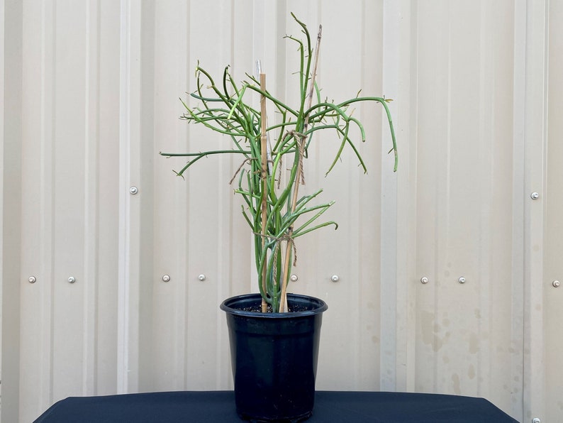 Pencil Cactus Tree with Pot / Euphorbia / Euphoriba Plants / Milk Bush / Live Pencil Cactus with Pot / Firestick / Live Potted Cactus Plant image 8