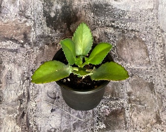 Mother of Thousands Small (2"-4") Plant with Pot | Rare Succulents | Kalanchoe Daigremontiana | Rooted Succulent Plants | Alligator Plant