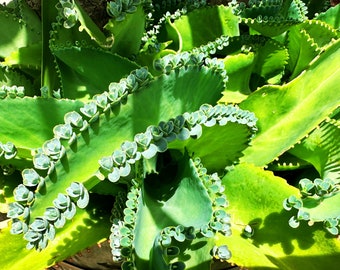 Mother of Thousands BARE ROOT Medium (4"-6") Plant | Rare Succulents | Kalanchoe Daigremontiana | Rooted Succulent Plants | Alligator Plant