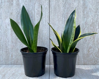 Black Gold Snake Plant with Pot | Sansevieria Trifasciata | Mother in Law's Tongue | Snake Plants | 4" Inch or 6" Inch Pot