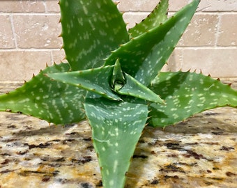 Aloe Vera / Soap Aloe / Aloe Maculata / Aloe Vera Plant / Green Aloe Vera / Bare Root / Robusta  / Live Tropical Plants / Aloe Vera Flower