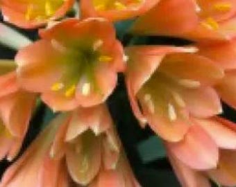 Clivia, planta híbrida interespecífica de garganta verde y naranja x Magic Light, de 5 a 8 pulgadas de altura, una sola planta.