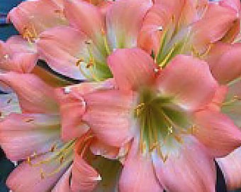 Clivia rosa pastel GT x cameo planta envío prioritario una planta
