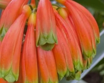 Envío prioritario de una planta de Clivia caulescens