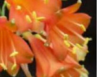 Clivia, planta híbrida interespecífica Nimbicola x yellow drop, hojas de 5 a 8 pulgadas de altura, una sola planta.