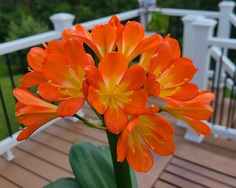 Clivia monje china compacta naranja rara una sola planta