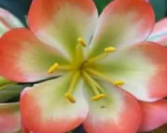 Clivia, híbrido entre Tangelo y Japanese Blush multipétalo, de 15 a 23 cm de altura, una sola planta.