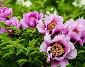 Pre- Order Tree Peony “shima Nishiki Peony ”岛锦 Bare Root