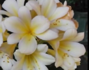 Híbrido de Clivia entre Nobilis hybrid compact y (Natal Yellow x Gems G Renaissance) X (Pondo Perf x TK) 7-10 pulgadas de altura 1 planta