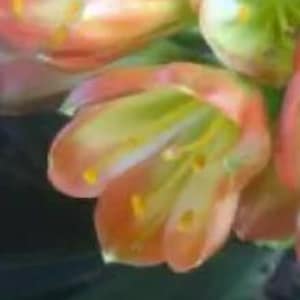 Clivia seedlings Green Throat Hattori x Nefertiti Gold 2-3 leaves 4-5 inches tall one plant