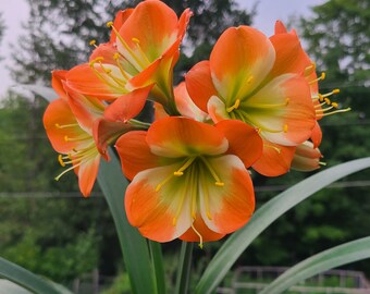 Clivia compact hirao cross orange with large green throat white edge 3 fresh seeds each packet