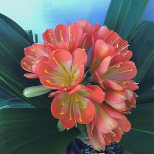 Clivia broadleaf Chinese bi-color yellow/green throat x Nakamura multipetal