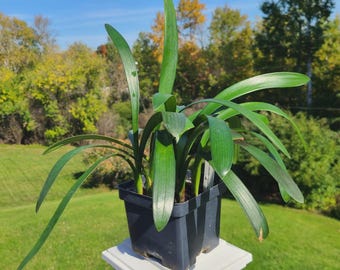 Clivia, híbrido entre amarillo pálido y Nakamura amarillo pálido, 25-30 cm de altura, una sola planta.