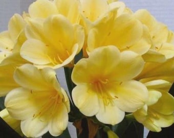 Planta Clivia amarilla con envío prioritario, 10-12 cm de altura, una planta.