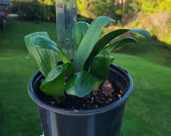 Planta Clivia Malian Hutou Pearl Compact de hoja ancha, 2 hojas por planta.
