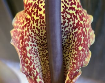 Unique, exotic Sauromatum venosum bulbs voodoo lily various size one plant