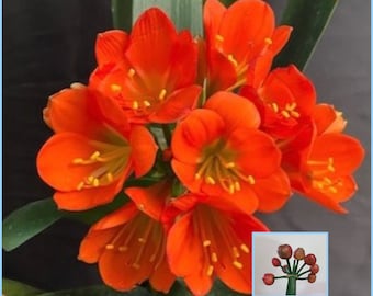 Clivia compacta roja/naranja oscuro con garganta verde, una planta de 7,5 a 12,5 cm de altura.