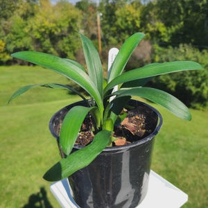 May include: A potted plant with long, vibrant green leaves. The plant is in a black plastic pot, sitting on a white surface, with a green lawn and trees in the background. A small white tag is visible.