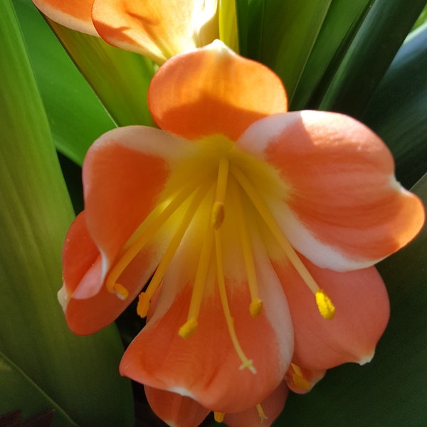 Clivia bush lily live Chinese compact plant orange great mother's day gift one vigorous plant