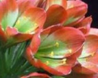 Clivia, planta híbrida, cruce interespecífico de Gunston x Gun Metal Hirao, 15-23 cm de altura, una sola planta.