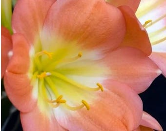 Planta Clivia Pink 9354 x Blushing Virgin, de 7,5 a 12,5 cm de altura, una planta.