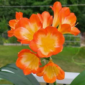 Clivia large throat orange pastel one seedling plant