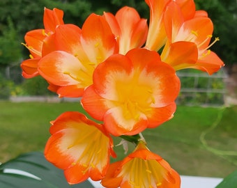 Clivia de garganta grande, color naranja pastel, una planta de 5 hojas y 10-13 cm de altura.
