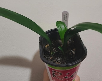 Clivia, híbrido entre 'White Lips' y (patrón x naranja), polinización abierta, 2 hojas, 10-12 cm de altura. Una planta.