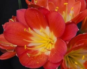 Clivia de hoja ancha roja MT x Rose Super Multitepal, 10-12 cm de altura, una sola planta.