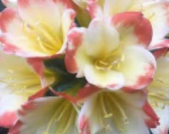 Clivia, híbrido entre Tangelos, planta de 12-23 cm de altura.