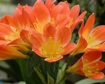 Clivia bush lily Japanese Daruma compact plant orange great mother's day gift one vigorous plant