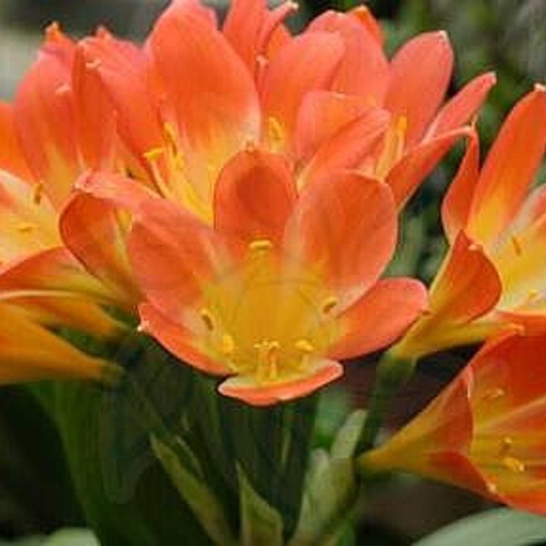 Clivia bush lily Japanese Daruma compact plant orange great mother's day gift one vigorous plant