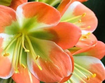 Plantas de Clivia 'Garganta Verde' Hattori, de 5 a 7 pulgadas de altura, una sola planta.