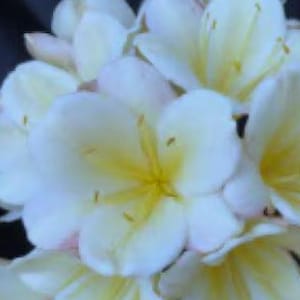 Clivia seedling (Chinois Mu Pretoria Y x Chinese Blush) x Chinois Lambda compact broad leaf 4-5 inches tall one plant