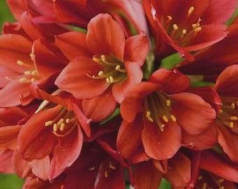 Planta de Clivia red miniata de 7,5 a 12,5 cm de altura (una planta)