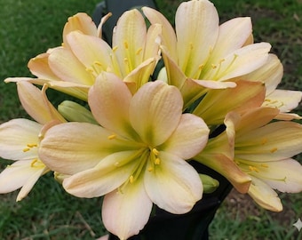 Clivia híbrida, picotee compacto de garganta verde oscuro x (Lisa Mannion, hoja ancha amarilla x East Meets West), 3-4 hojas, 4-5 pulgadas de alto, 1 planta