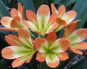 Clivia Touch of Class F1 x J vd Linde's BGT MT, planta de 5-6 pulgadas de altura.