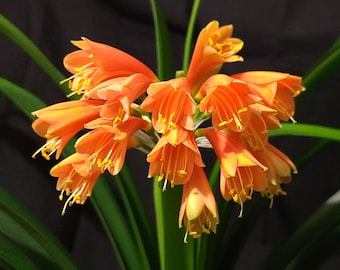 Civia Maniata x Clivia Caulescens x (clivia variegada compacta naranja) polinización abierta interespecífica una planta