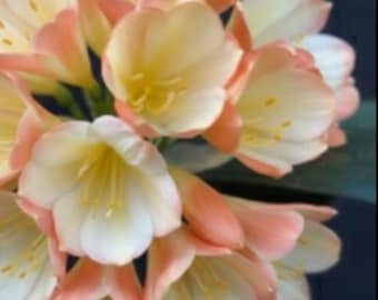 Clivia, híbrido entre Chinese Picotee y Nefertiti Gold, de 15 a 23 cm de altura, una sola planta.