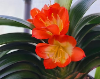 Clivia japonesa de hoja ancha compacta, planta de 5 cm de altura, una sola planta.