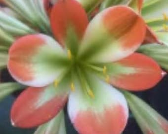Clivia Touch of Class F1 x Self Show Winner, planta de 10-12 cm de altura.