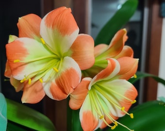 Clivia compacta hirao cruzada naranja con gran garganta verde borde blanco 1 planta
