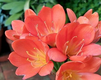 Clivia lirio arbusto joven Daruma japonés planta compacta naranja gran regalo una planta vigorosa una planta