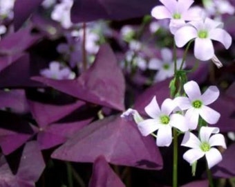 Bulbos de trébol morado. Elija su cantidad. Oxalis Triangularis