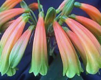 Clivia gardenii x jolly golly plant envío prioritario una planta