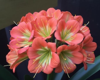 Centros verdes a granel de Clivia miniata planta envío prioritario una planta