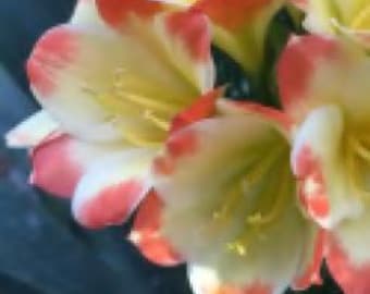 Clivia, híbrido entre Tangelo y Keeled Tangelo, de 5 a 7 pulgadas de altura, una sola planta.