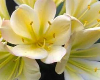 Clivia, planta compacta de hojas anchas, variedad Chinese Blush x Self, de 15 a 23 cm de altura, una sola planta.